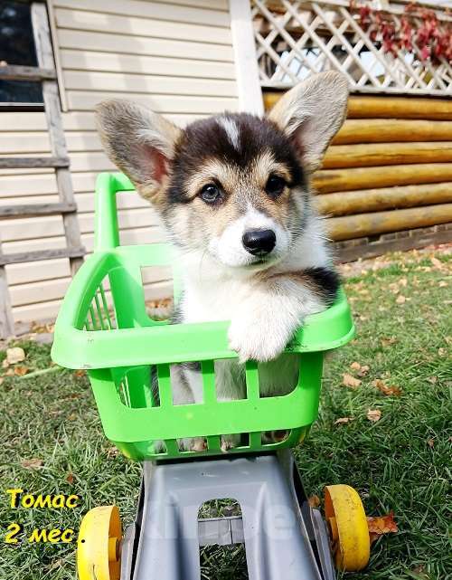 Собаки в Екатеринбурге: Толстопопый милаш Вельш-корги Пемброк Томас Мальчик, 55 000 руб. - фото 2