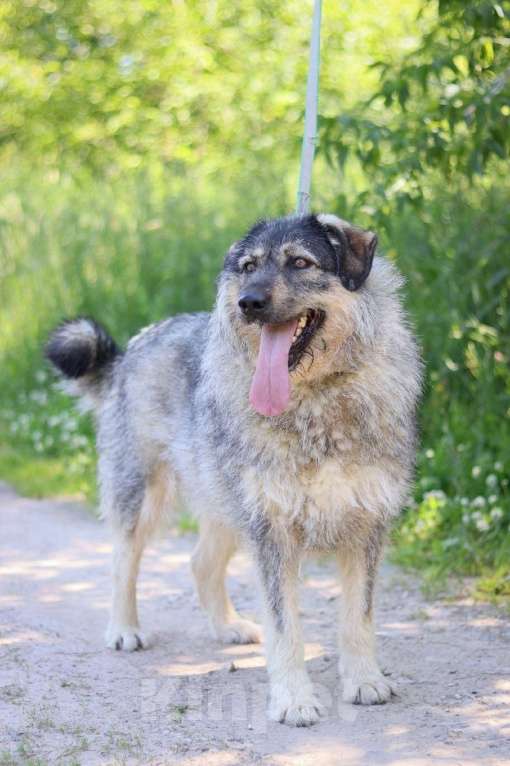 Собаки в Москве: Форе нужен дом  Девочка, Бесплатно - фото 2