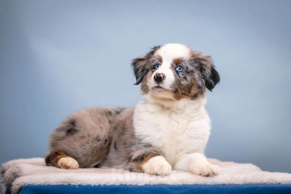 Собаки в других городах Ленинградской области: Щенок миниатюрной американской овчарки Мальчик, Бесплатно - фото 2