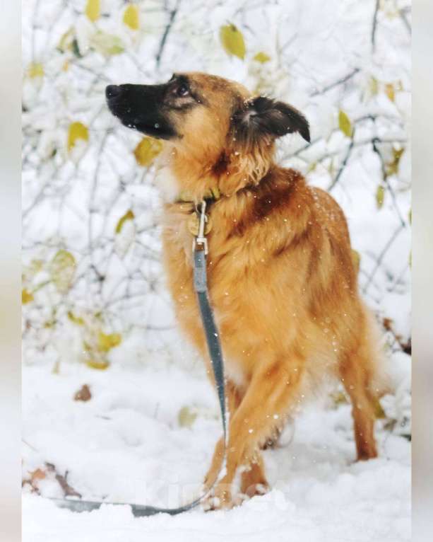 Собаки в Москве: Здравствуйте, я  - Алиса :) Девочка, Бесплатно - фото 3