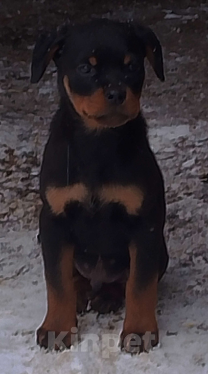 Собаки в Челябинске: Ротвейлер, щенки от питомника Мальчик, Бесплатно - фото 2