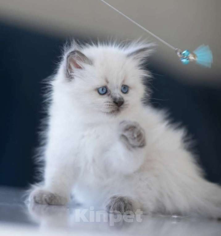 Кошки в Перми: Девушки Рэгдолл  Девочка, 68 000 руб. - фото 2