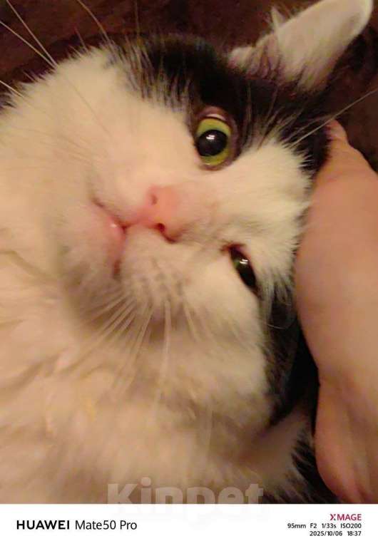 Кошки в Саратове: Кот Феликс в добрые руки Мальчик, 10 руб. - фото 3