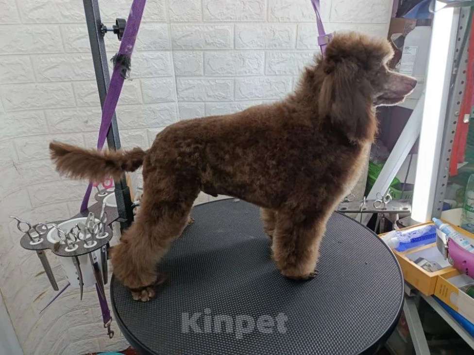 Собаки в Ставрополе: Шоколадный карликовый мальчик  Мальчик, 55 000 руб. - фото 1