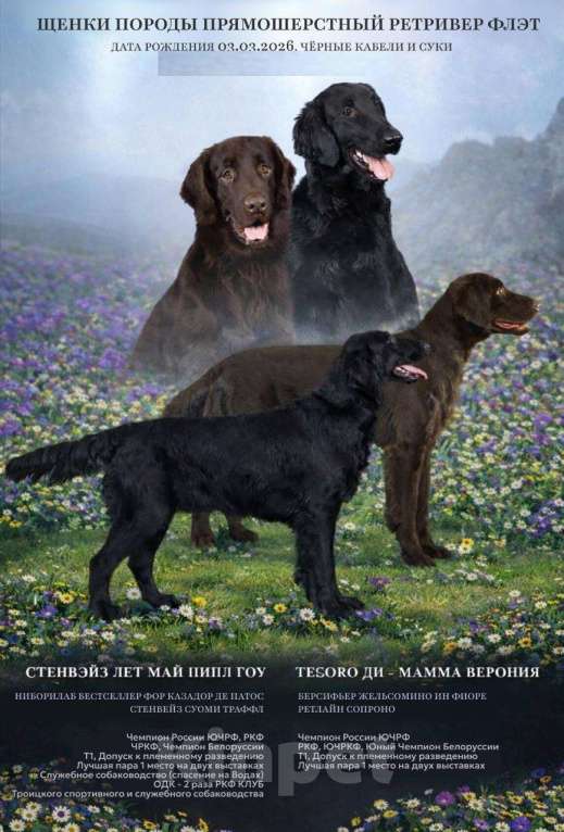 Собаки в Москве: Бронируем щенков прямошерстного ретривера флэт Девочка, 75 000 руб. - фото 8