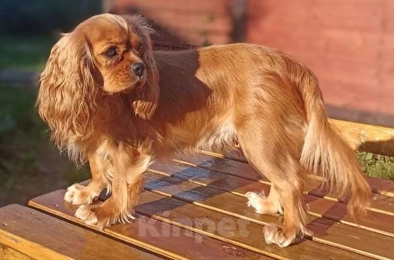 Собаки в других городах Московской области: Предлагаем вам стать владельцем щенка королевской породы Мальчик, 90 000 руб. - фото 7