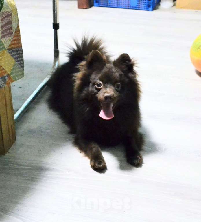 Собаки в Ореховом-Зуево: Маняша Девочка, 30 000 руб. - фото 2