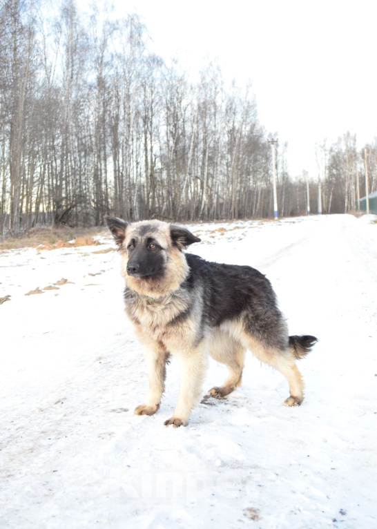 Собаки в Москве: Щенок-подросток, овчарка в дар Девочка, Бесплатно - фото 2