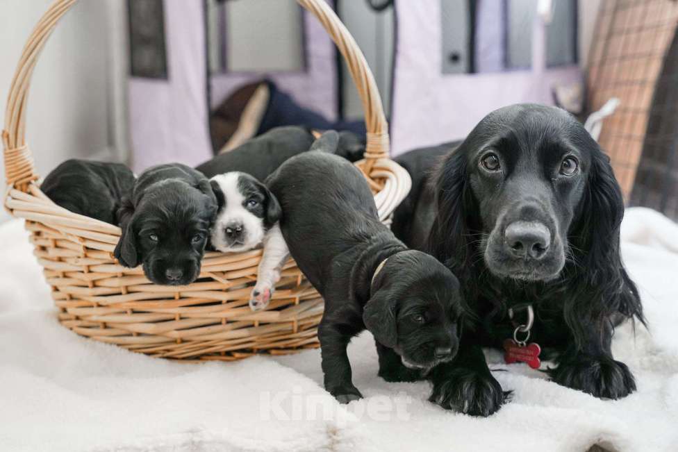 Собаки в Владивостоке: Щенки русского охотничьего спаниеля Мальчик, 50 000 руб. - фото 9