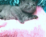Кошки в Москве: Шотландские котята  Девочка, 8 000 руб. - фото 7
