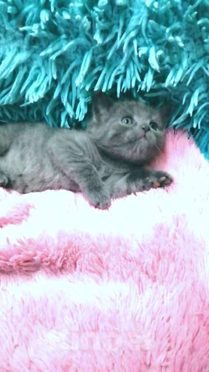 Кошки в Москве: Шотландские котята  Девочка, 8 000 руб. - фото 7