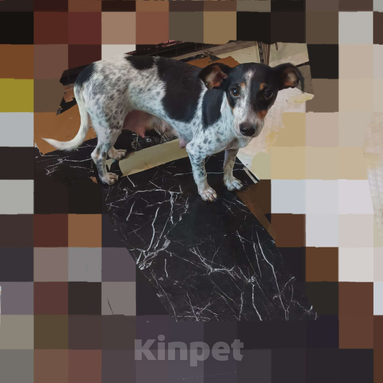 Собаки в Санкт-Петербурге: Собака в добрые руки  Девочка, Бесплатно - фото 3