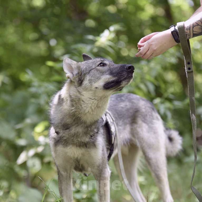 Собаки в Москве: Энергичный Харди ищет дом! Мальчик, Бесплатно - фото 2