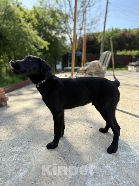 Собаки в других городах Краснодарского края: Уникальный щенок «ризеновчарик» мальчик Вудди Мальчик, 1 000 руб. - фото 5