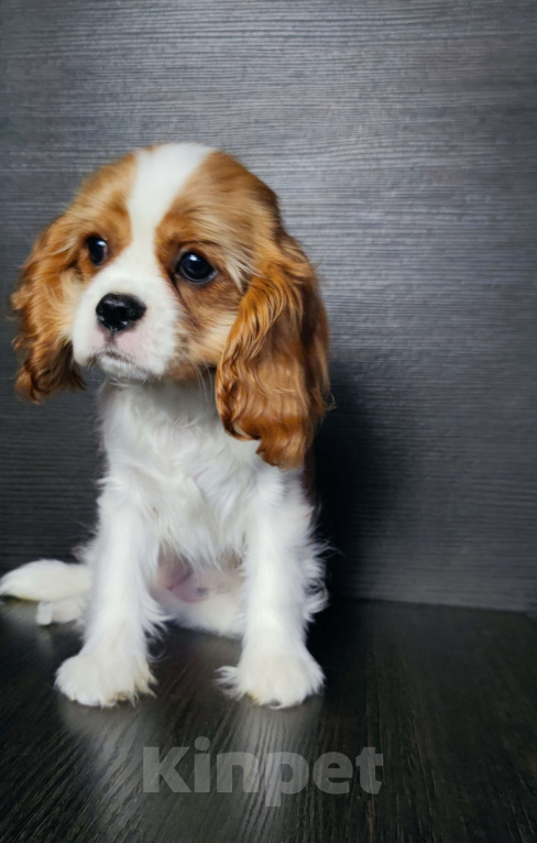Собаки в Санкт-Петербурге: Красивая девочка кавалер Кинг Чарльз спаниель  Девочка, 110 000 руб. - фото 6