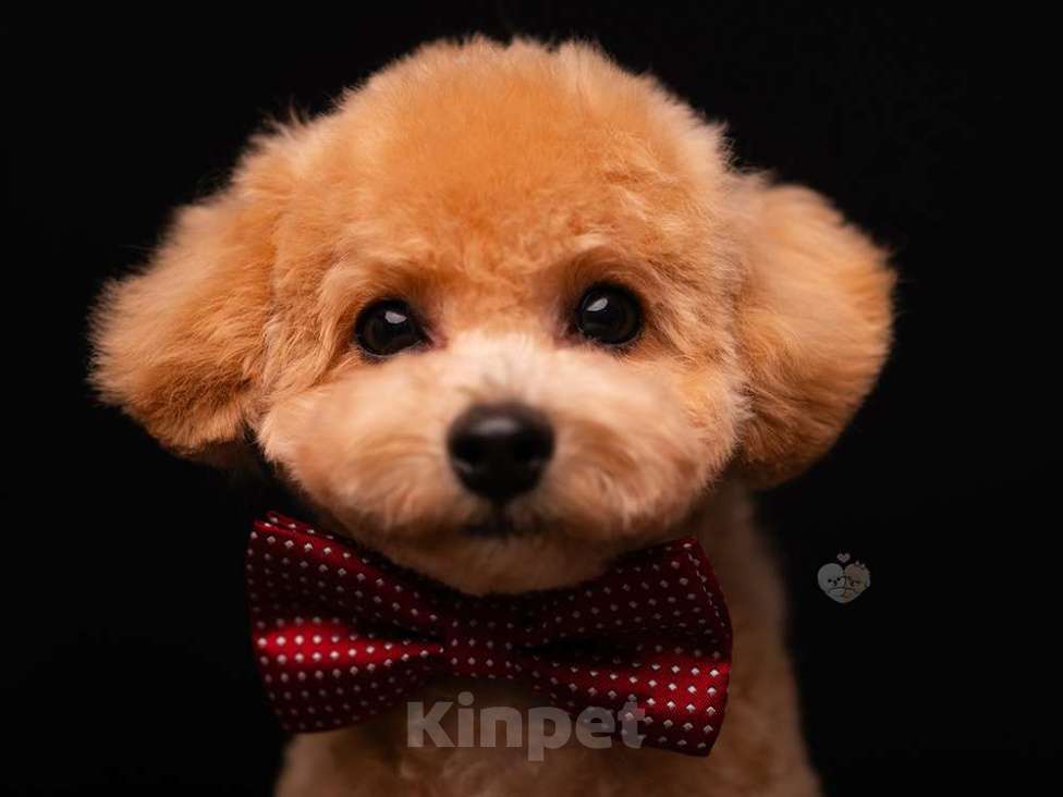 Собаки в Москве: щенок цветного бишона( пушон) Мальчик, 150 000 руб. - фото 1