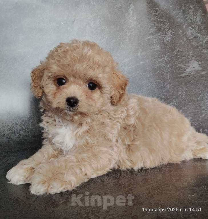 Собаки в Мытищах: Пушон Линда Девочка, 200 000 руб. - фото 5