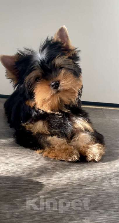 Собаки в Иркутске: Кукольные щеночки йорков Мальчик, 75 000 руб. - фото 1