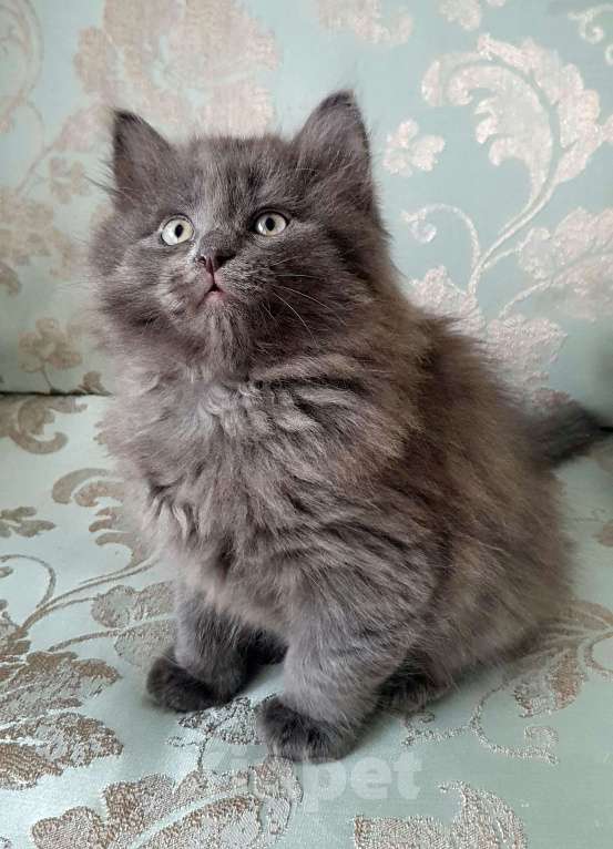 Кошки в Екатеринбурге: Котята домашние Екатеринбург Разнополые, 5 000 руб. - фото 2