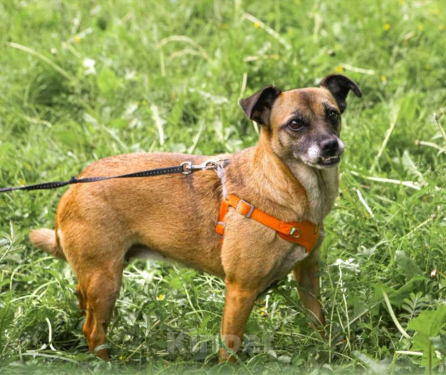 Собаки в Санкт-Петербурге: Маленькая собачка Виски ищет семью Девочка, Бесплатно - фото 3