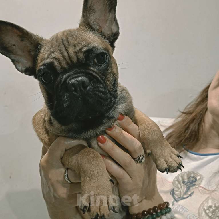 Собаки в Хадыженске: Мальчик Французский бульдог РКФ  Мальчик, 80 000 руб. - фото 7