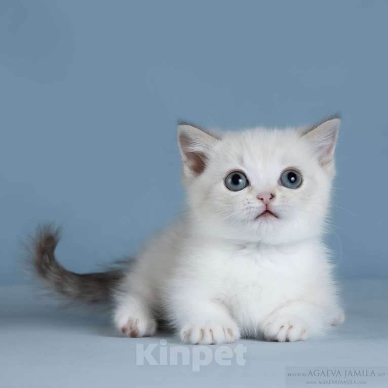 Кошки в Москве: Менуэт Девочка, 200 000 руб. - фото 1