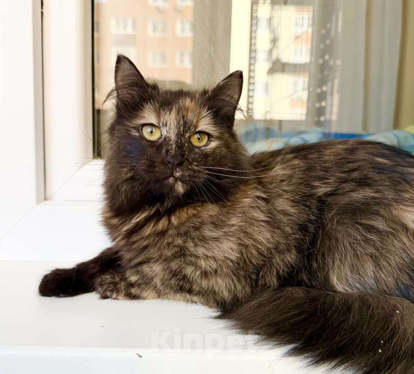 Кошки в Москве: пушистая котенок Пэрис в добрые руки Девочка, Бесплатно - фото 1