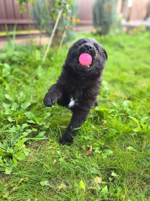 Собаки в Орле: Щенки немецкой овчарки Мальчик, 50 000 руб. - фото 5