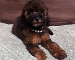 Собаки в других городах Московской области: Той пудель Девочка, 90 000 руб. - фото 4