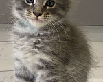 Кошки в других городах Московской области: Лучший друг семьи с хвостом Мальчик, 20 000 руб. - фото 2