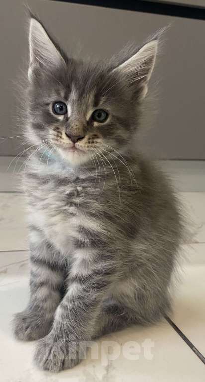 Кошки в других городах Московской области: Лучший друг семьи с хвостом Мальчик, 20 000 руб. - фото 2