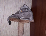 Кошки в Свободном: Шотландский кот, 1 000 руб. - фото 2