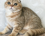 Кошки в Москве: Котик скоттиш фолд Мальчик, 15 000 руб. - фото 1