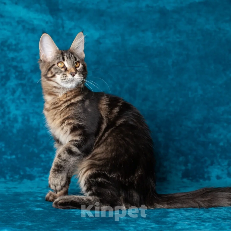 Кошки в Воронеже: Brungilda Bokk Happiness  Девочка, Бесплатно - фото 5