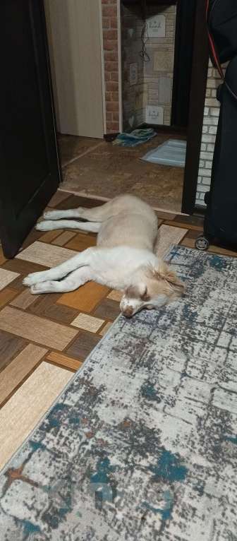 Собаки в Самаре: Отдам в добрые руки Мальчик, Бесплатно - фото 6