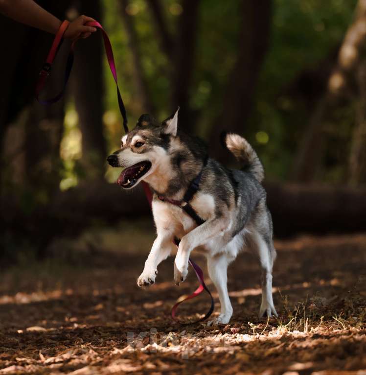 Собаки в Москве: Бывшедомашний мини хаски с большим сердцем из приюта в добрые руки Мальчик, Бесплатно - фото 4