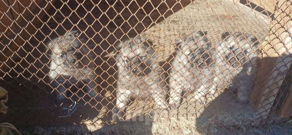 Собаки в Пыти-Яхе: Продажа Мальчик, 25 000 руб. - фото 5