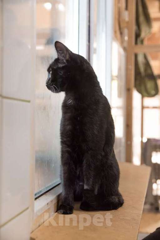 Кошки в Москве: Общительный и галантный кот Базиль ищет хозяина Мальчик, 1 руб. - фото 4