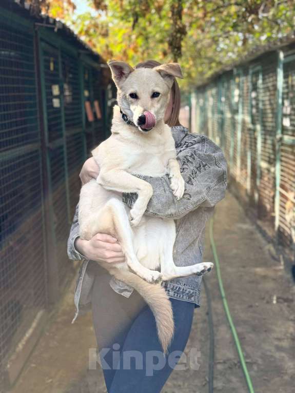 Собаки в Москве: Лунтик щенок с кривой лапкой Мальчик, Бесплатно - фото 3