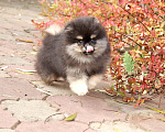 Собаки в Москве: 🌸Яркая КРАСОТКА ШПИЦА Девочка, 75 000 руб. - фото 7