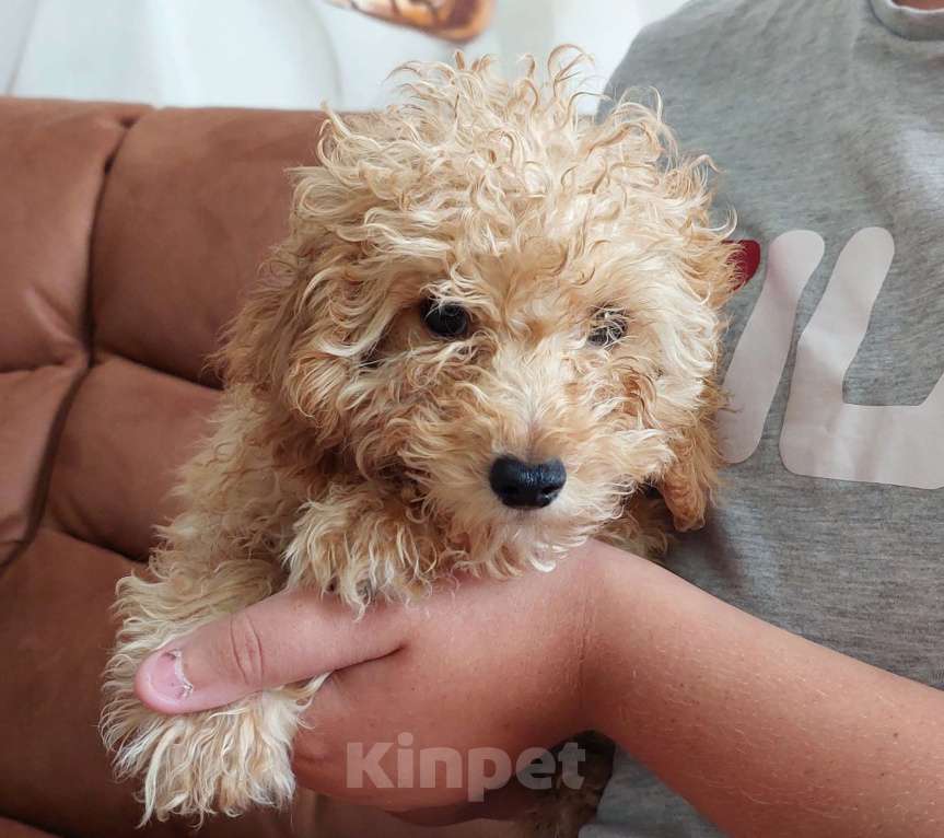 Собаки в Туле: Мальчик той-пудель  Мальчик, 40 000 руб. - фото 2