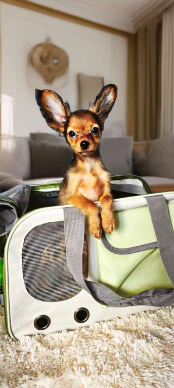 Собаки в Луховицах: Самый красивый Мальчик, 40 000 руб. - фото 4