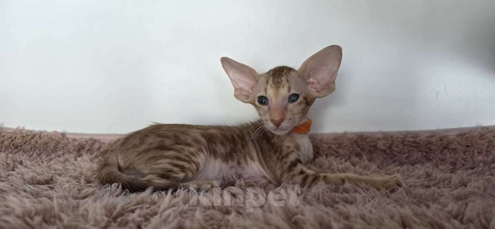 Кошки в Перми: ориентальный котенок Мальчик, 80 000 руб. - фото 2