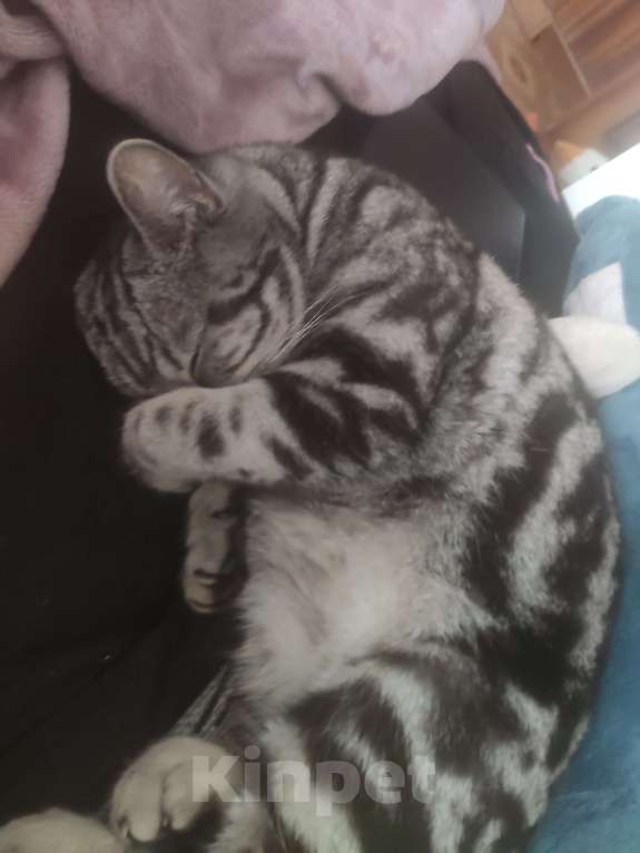 Кошки в Чебоксарах: Кошечка Моника ищет новый дом Девочка, Бесплатно - фото 5