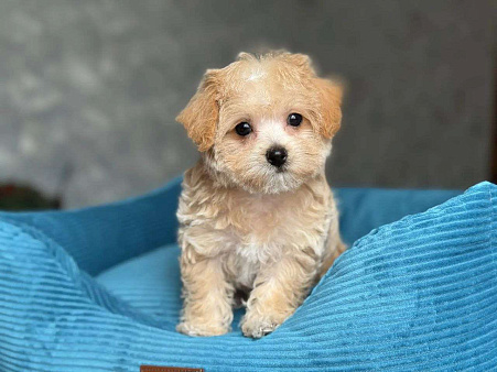 Мальтипу Ф1