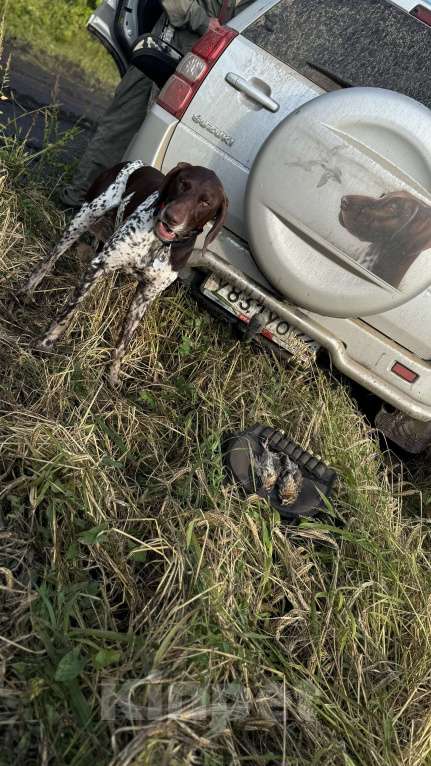Собаки в Новосибирске: Щенок курцхаара Девочка, 45 000 руб. - фото 9