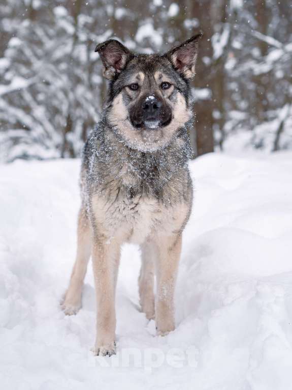 Собаки в Москве: Соня, 1 год Девочка, Бесплатно - фото 6