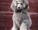 Собаки в Ярославле: Средний пудель серебро Мальчик, Бесплатно - фото 1