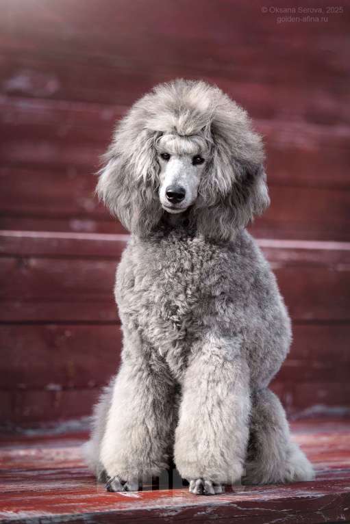 Собаки в Ярославле: Средний пудель серебро Мальчик, Бесплатно - фото 1