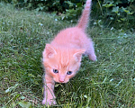 Кошки в Пушкине: Рыжий котенок мальчик Мальчик, Бесплатно - фото 1